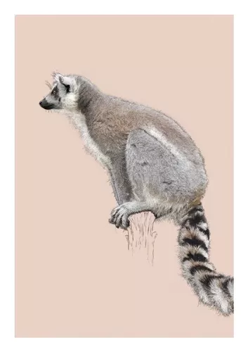 Lemur, Everyday Single Card