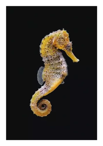 Seahorse, Everyday Single Card