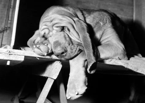 Sleeping dog, Greeting Card