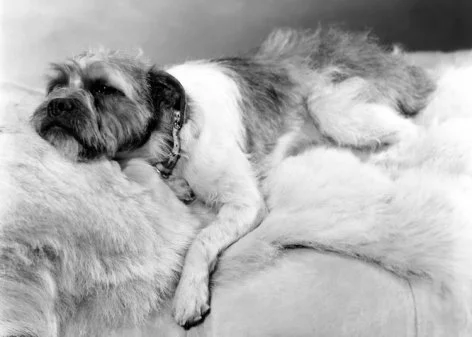 Sleeping dog, Greeting Card