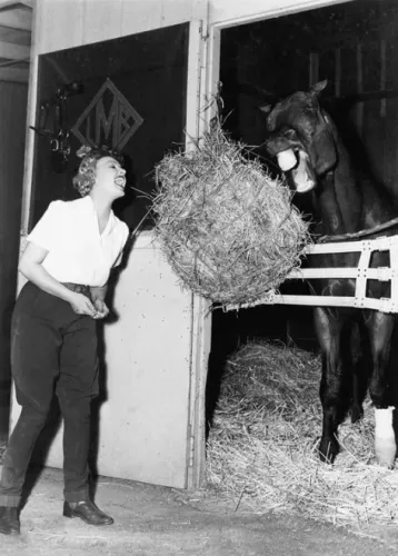 Sharing a bale of hay, Greeting Card