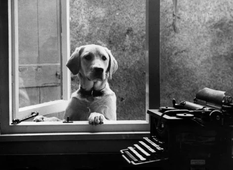 Labrador and typewriter, Greeting Card