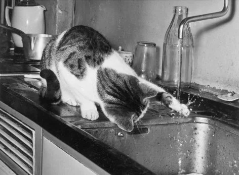 Cat mesmerised by water, Greeting Card