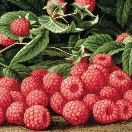 Raspberries, Greeting Card
