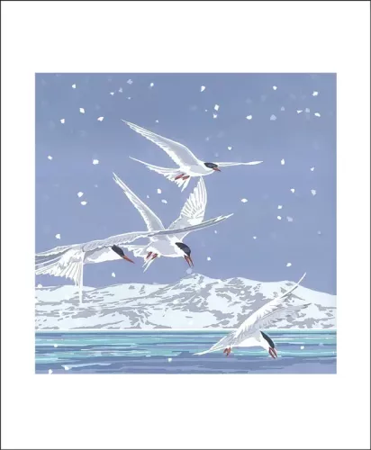 Snowy Terns, Greeting Card