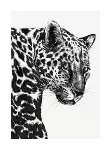 Leopard, Greeting Card