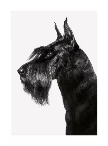 Terrier, Greeting Card