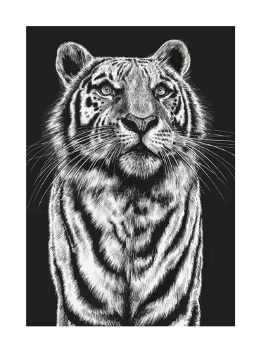 Tiger, Greeting Card