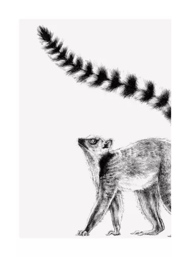 Lemur, Greeting Card