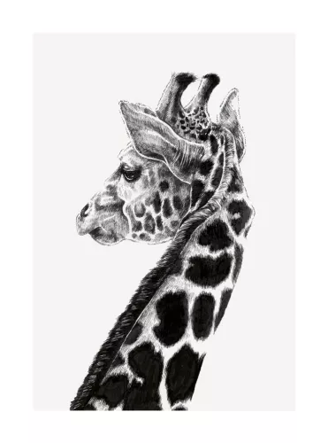 Giraffe, Greeting Card