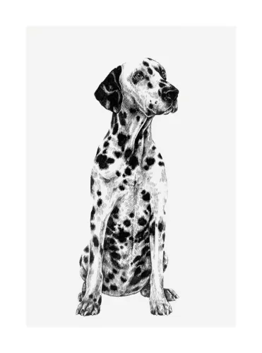 Dalmatian, Greeting Card