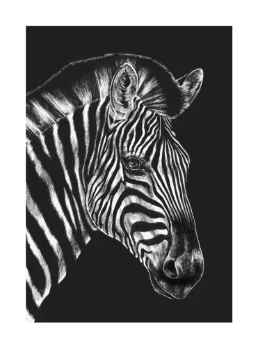 Zebra, Greeting Card