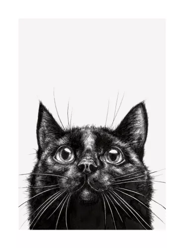Cat, Greeting Card