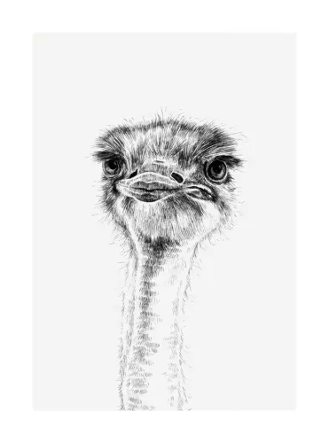 Ostrich, Greeting Card