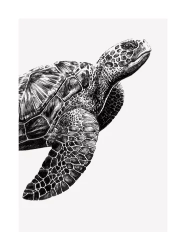 Turtle, Greeting Card