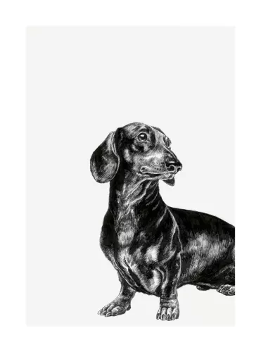 Dachshund, Greeting Card