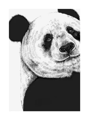 Panda, Greeting Card