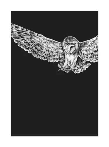 Owl, Greeting Card