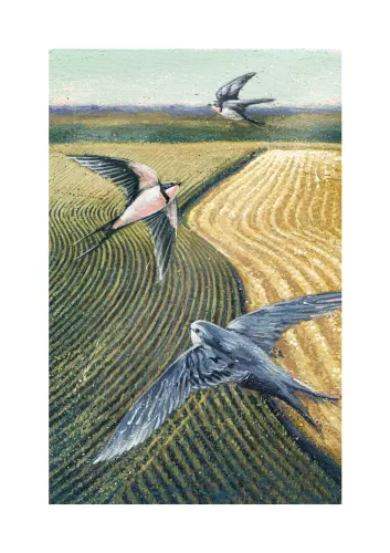 Swallows Over Farmland, Greeting Card