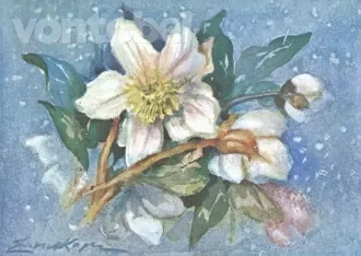 Christmas Roses (IN DEUTSCHLAND EXKLUSIV ÜBER TAURUS KUNSTKARTEN), Greeting card