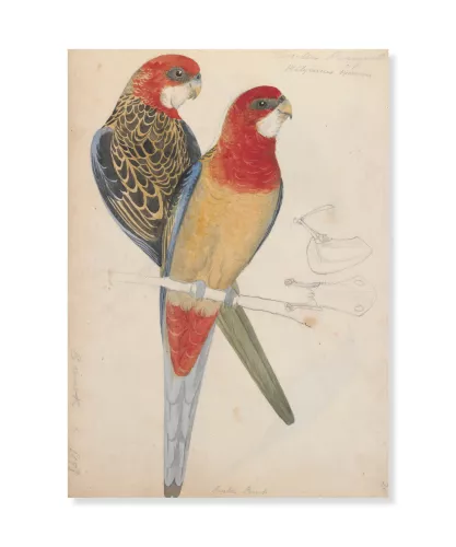 Platycercus, Dubbelvikt Kort