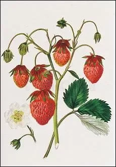The Roseberry Strawberry (1830)