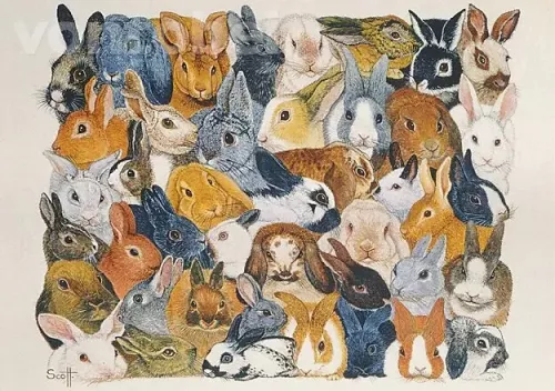 Bright Eyes, Postcard