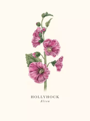 Hollyhock, Greeting Card