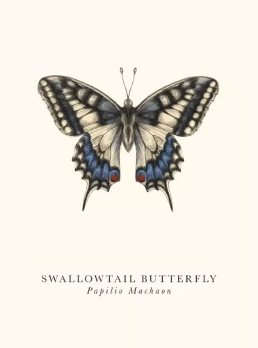 Swallowtail Butterfly, Greeting Card
