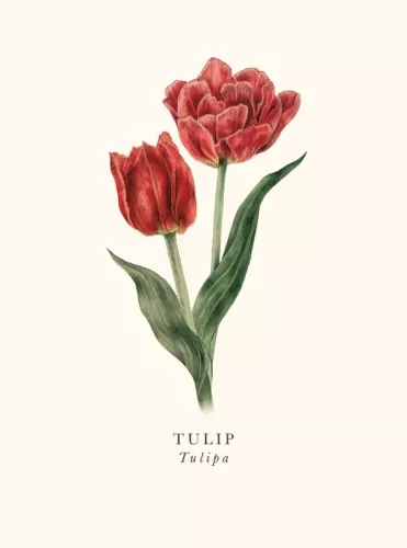 Tulip, Greeting Card