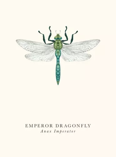 Dragonfly, Greeting Card