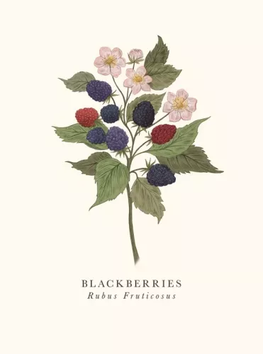 Blackberries, Greeting Card