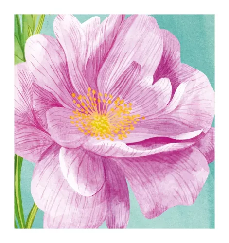 Rd02A - Pink Rose, Greeting Card