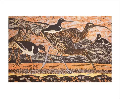 Curlew and Oystercatchers by John T.A. Osborne (1907-1979),  Greeting Card