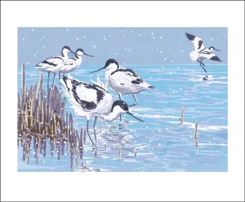 Winter Avocets by Lizzie Perkins,  Greeting Card
