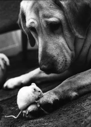 Dog and mouse, Greeting Card