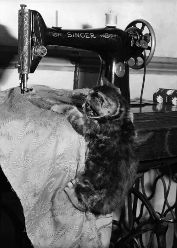 Kitten Sewing, Greeting Card