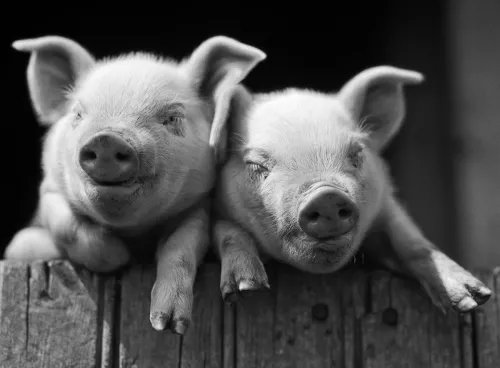 Pig pals, Greeting Card