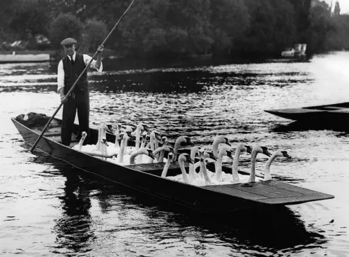 Swans aboard, Greeting Card