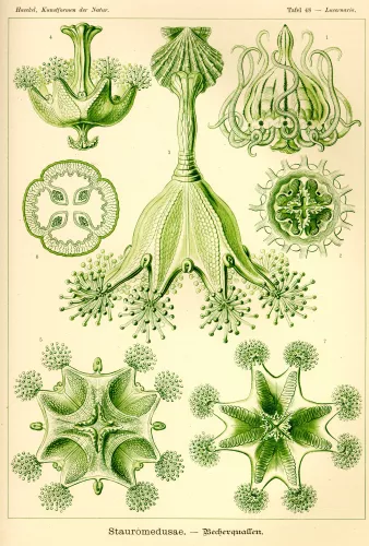 Stauromedusae/ Ernst Haeckel, Dubbelvikt Kort