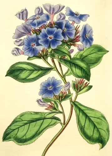Plumbago Larpentae, Dubbelvikt Kort