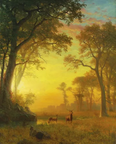 Light in the forest, Dubbelvikt Kort