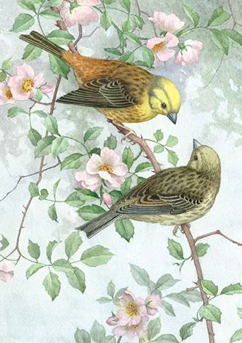 Two Yellowhammers On A Branch Of Wild Rose, Dubbelvikt Kort