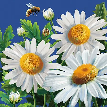 Dasies & Bee, Dubbelvikt Kort
