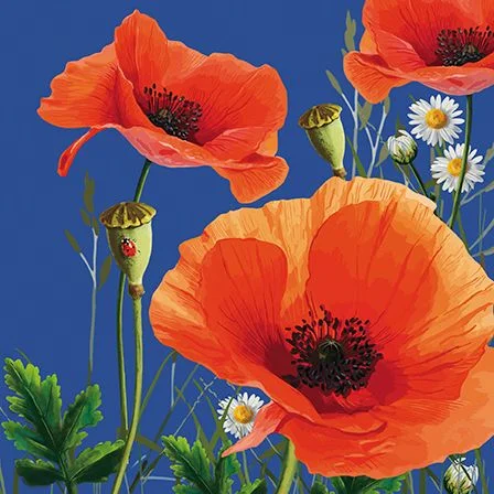 Poppy Field, Dubbelvikt Kort