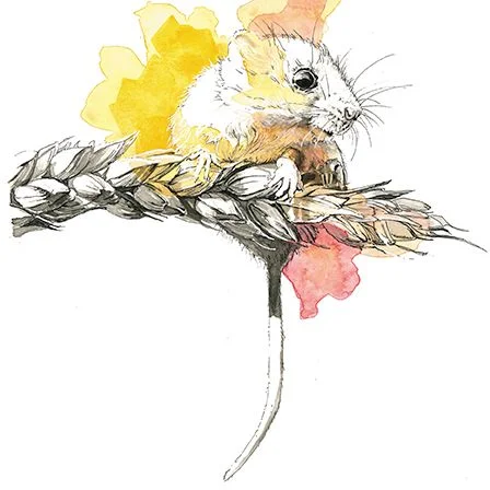Field Mouse, Dubbelvikt Kort