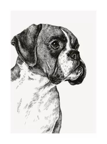 Boxer Dog, Greeting Card