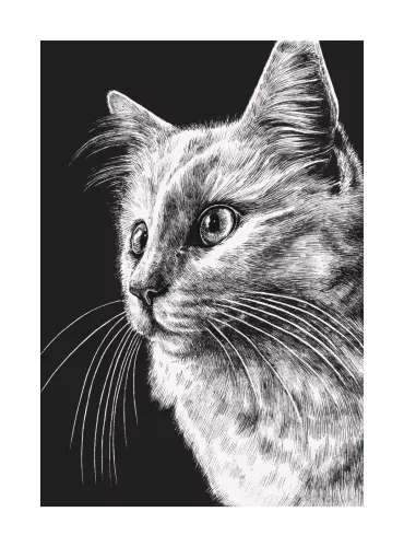 White Cat, Greeting Card