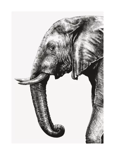 African Elephant, Greeting Card