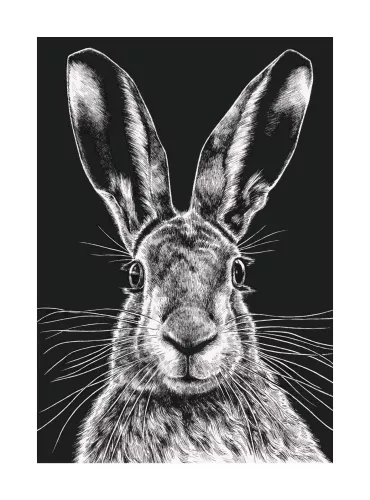 Wild Hare, Greeting Card